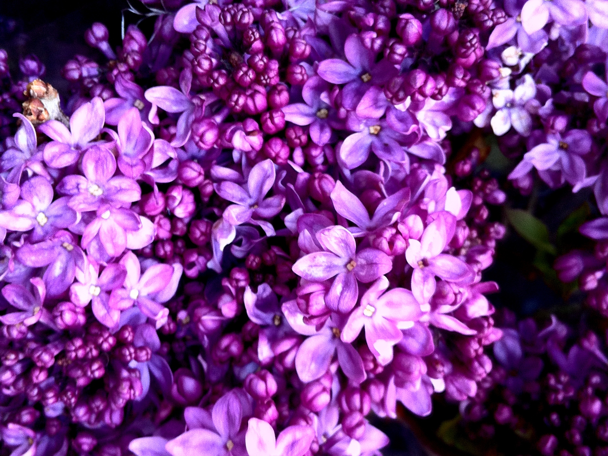 When Lilacs last in the dooryard bloom'd [Performance] Mickle Street